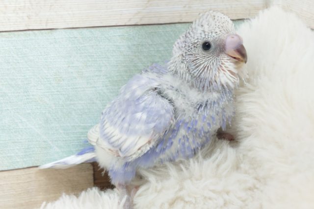 何気ない咬みかたが妙に可愛いです セキセイインコ スパングル 東京からもほど近い 千葉県 神奈川県 埼玉県でセキセイインコ を販売するペットショップ