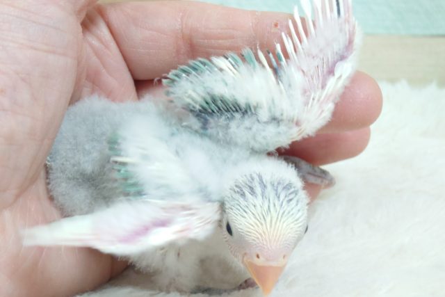 コザクラインコ（小桜インコ）