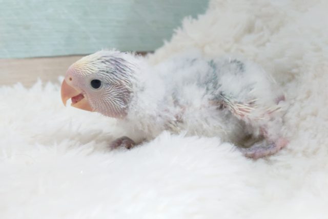 久々です登場！　コザクラインコ　ブルーチェリーパイド！！