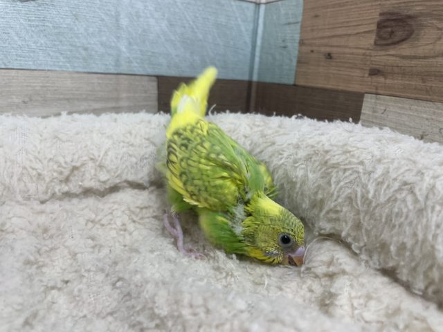 セキセイインコ