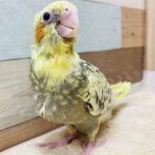 凛々しい立ち姿のヒナさんです☆オカメインコのパールパイドカラー！
