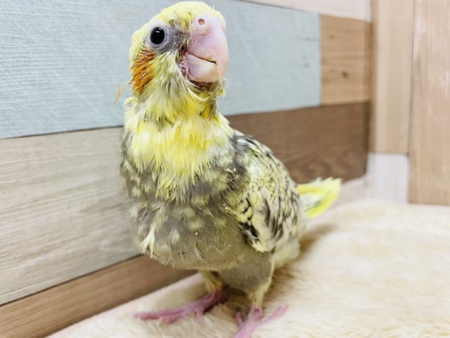 凛々しい立ち姿のヒナさんです☆オカメインコのパールパイドカラー！