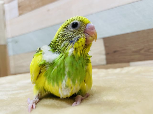 セキセイインコ