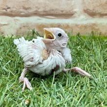 定番人気の文鳥さん♪　白文鳥のひな　2022.2/25撮影