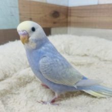 こんにちは♪頭の黄色いセキセイさん！セキセイインコ　ライラック　レインボー