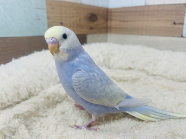 こんにちは♪頭の黄色いセキセイさん！セキセイインコ　ライラック　レインボー