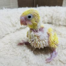 ヒナヒナの黄色い鳥さん！　セキセイインコ　ダブルファクター