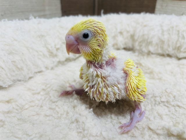 ヒナヒナの黄色い鳥さん！　セキセイインコ　ダブルファクター