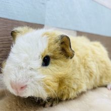 優しいカラーの可愛い仔☆テッセルモルモットの二色カラー！