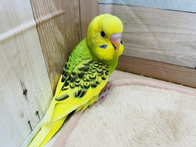 セキセイインコ