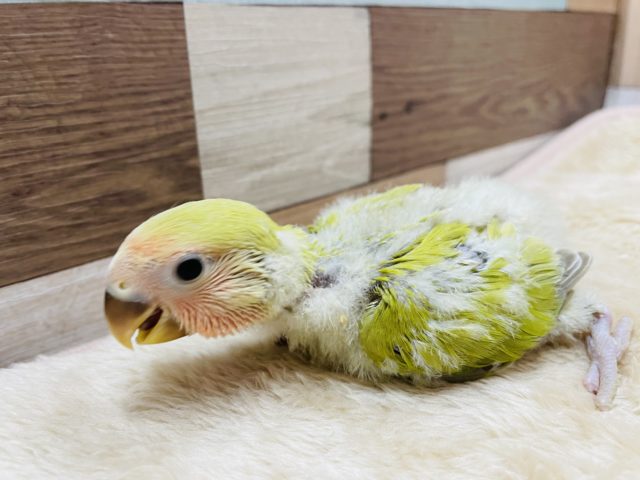 コザクラインコ（小桜インコ）