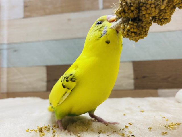 セキセイインコ