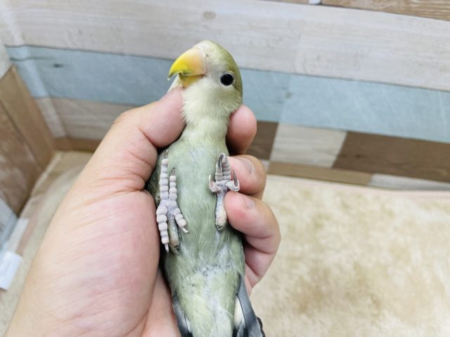 コザクラインコ（小桜インコ）