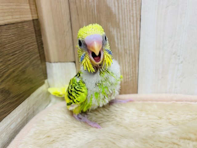 セキセイインコ