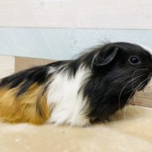 ツヤツヤ長毛のモルさん☆シェルティモルモット！