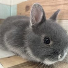 ぬいぐるみさんみたい！？　ネザーランドドワーフラビット　ブルーマーチン　男の子　