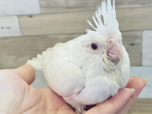 オカメインコ