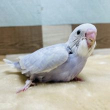 明るいブルーの可愛い仔☆セキセイインコのライラックカラー！