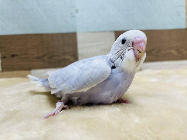 明るいブルーの可愛い仔☆セキセイインコのライラックカラー！