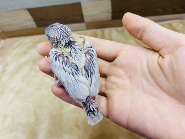 シルバー文鳥