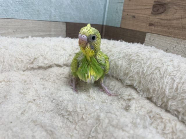 セキセイインコ