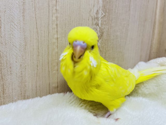 ジャンボセキセイインコ