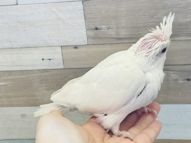 オカメインコ