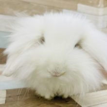 モフモフの綿毛さん♥️アメリカンファジーロップちゃん！