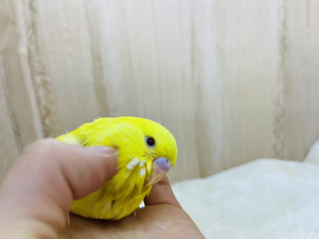 ジャンボセキセイインコ