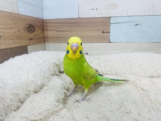 セキセイインコ