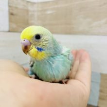 いつ見ても綺麗☆セキセイインコヒナ(パステルレインボー)