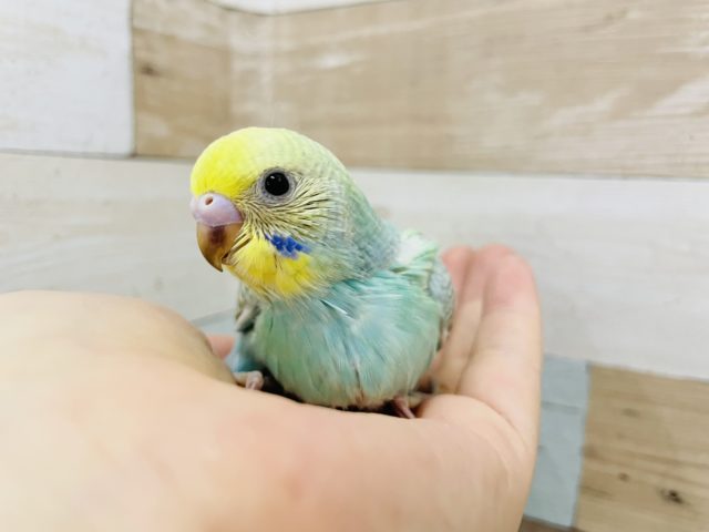 いつ見ても綺麗☆セキセイインコヒナ(パステルレインボー)