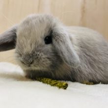 素敵カラー☆ホーランドロップイヤー男の子