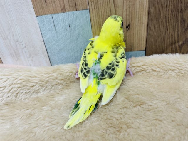 セキセイインコ