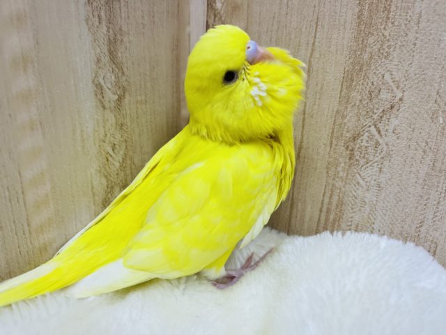 ジャンボセキセイインコ