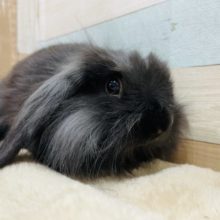 最新画像有り☆牧草が大好きなおっとりさん♪ブラックロップイヤーラビットやって来ました♪