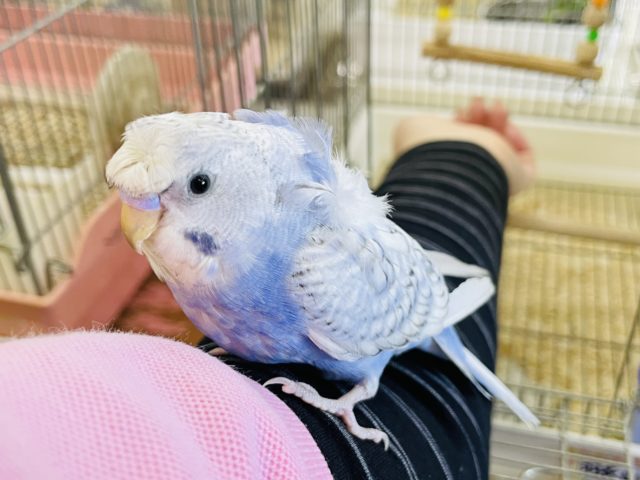 羽衣セキセイインコ