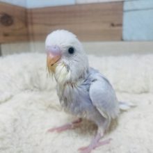 ライラックさん登場です☆ セキセイインコ　ライラック　ピンク