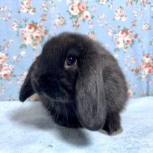 ホーランドロップイヤー  ブラック  2/22