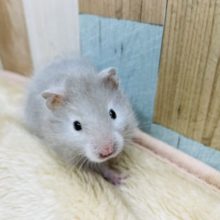 薄めのグレーが可愛いです☆セーブルハムスターの男の子！