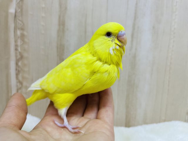 ジャンボセキセイインコ