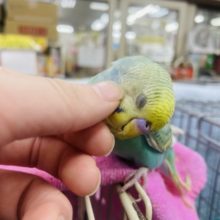 最新画像ですよ！ドヤッと登場です☆ セキセイインコ　パステルレインボースパングル