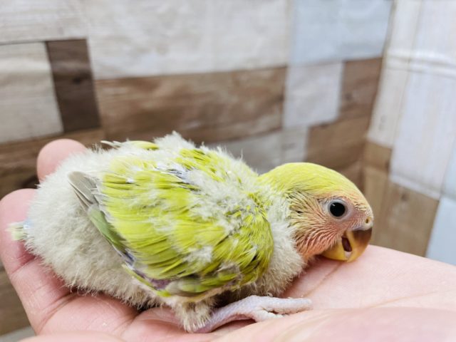 コザクラインコ（小桜インコ）