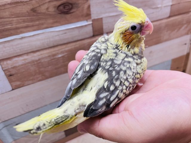 オカメインコ