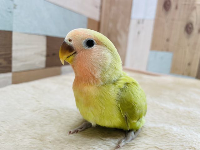 コザクラインコ（小桜インコ）