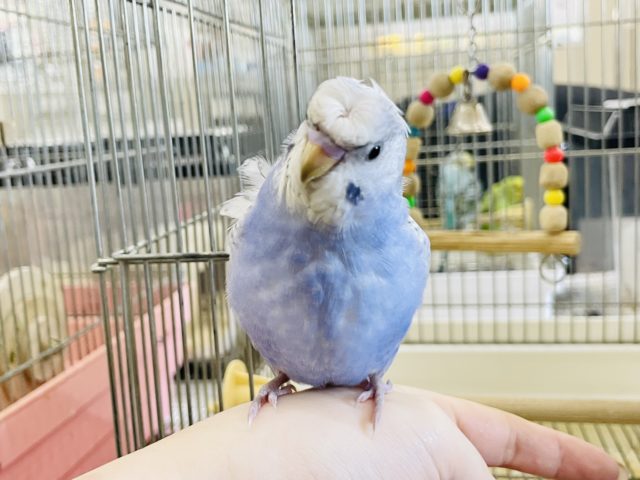 羽衣セキセイインコ