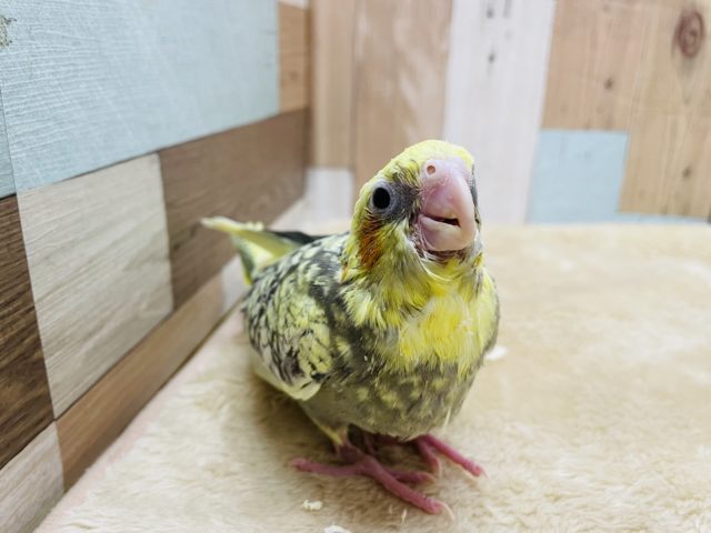 オカメインコ