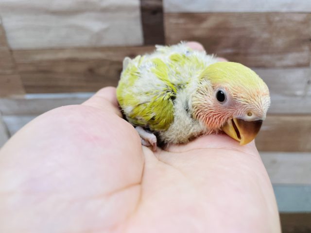 コザクラインコ（小桜インコ）