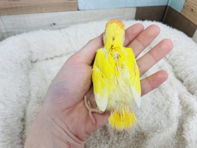 コザクラインコ（小桜インコ）