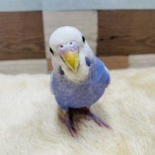 最新画像有り！！ヒナ餌卒業の手乗りさん☆セキセイインコのライラックカラー！